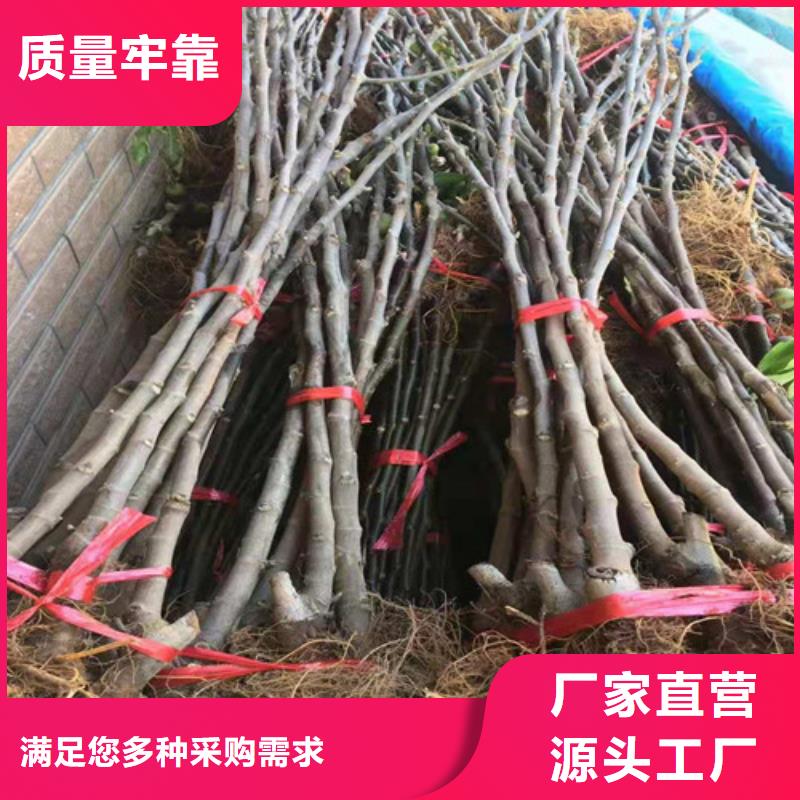 无花果红颜草莓苗现货直发