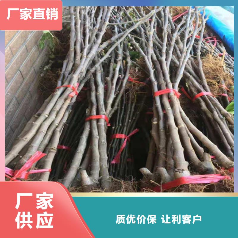 无花果1公分杏树苗使用寿命长久