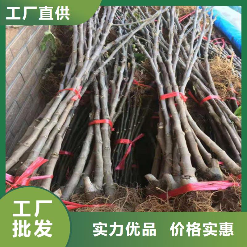 无花果桃树苗懂您所需