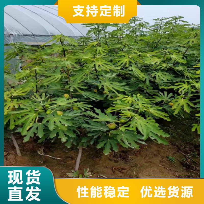 无花果【红颜草莓苗】用途广泛