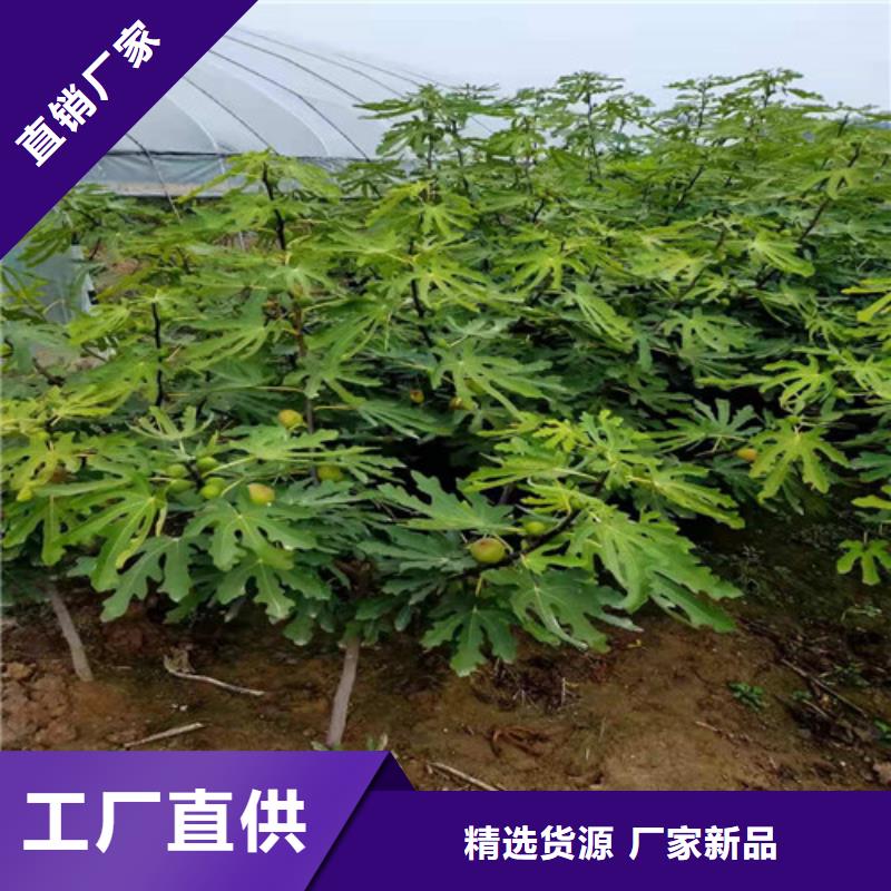 无花果,嘎啦苹果苗细节决定成败