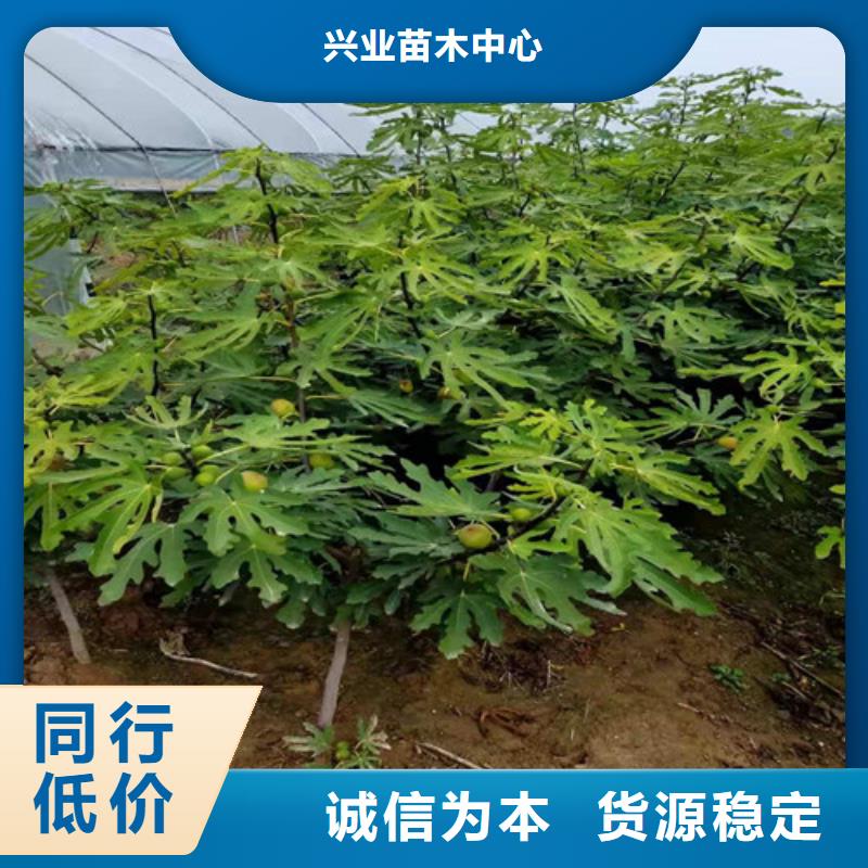 无花果樱桃树苗现货直发