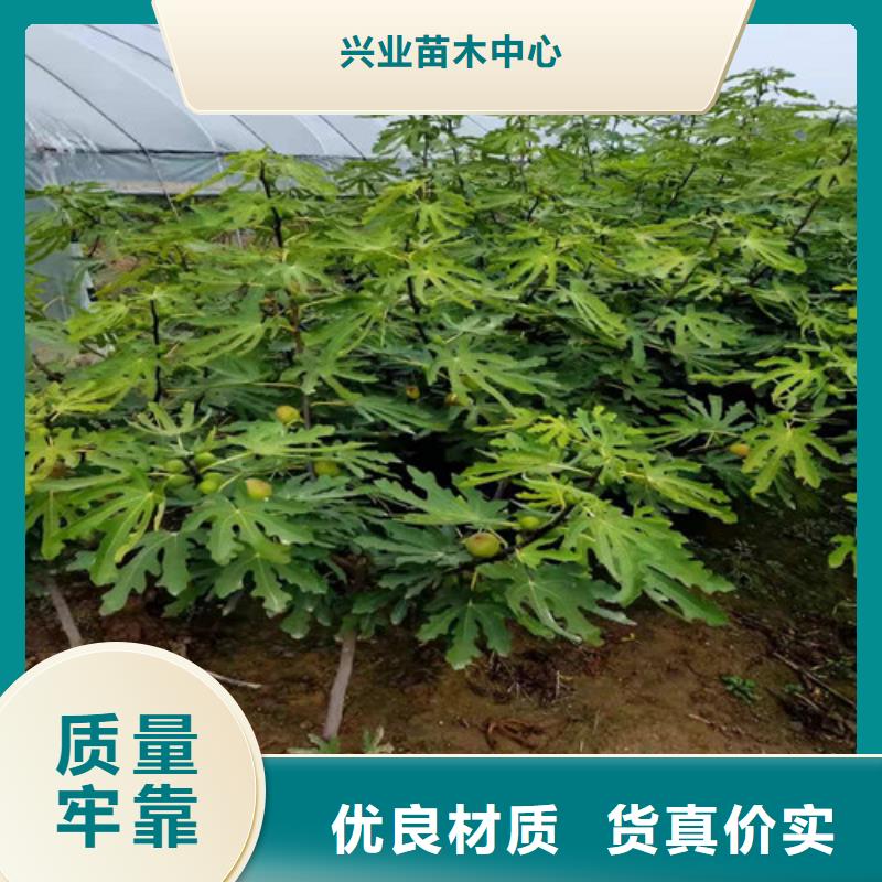 无花果-嘎啦苹果苗品质优选