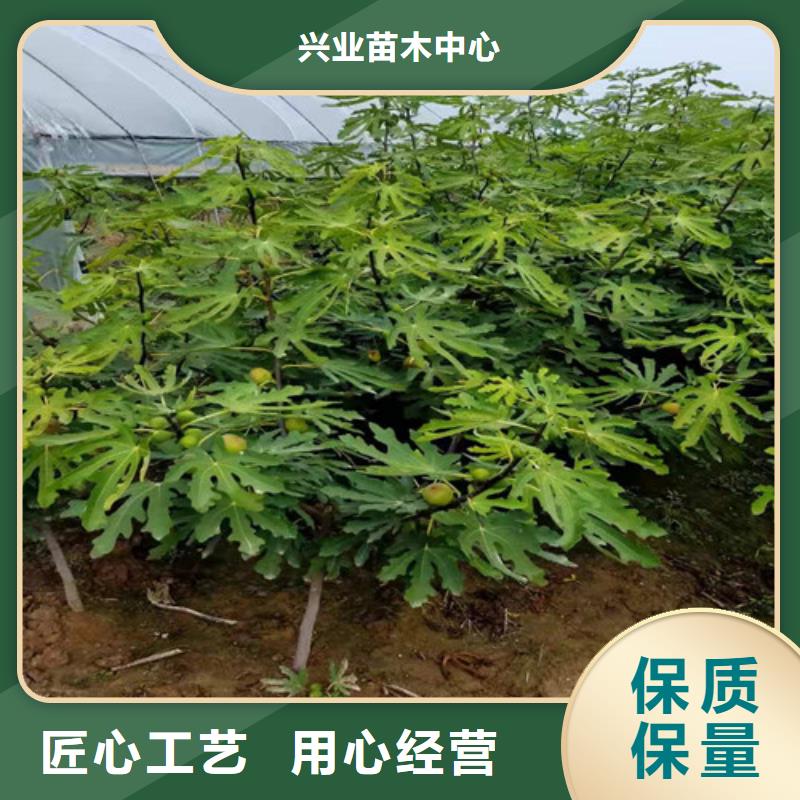 无花果红颜草莓苗现货直发