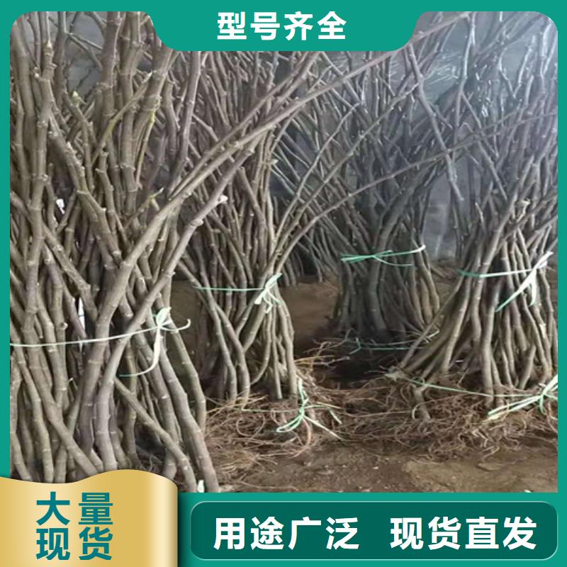 无花果,红耔山楂苗好品质经得住考验