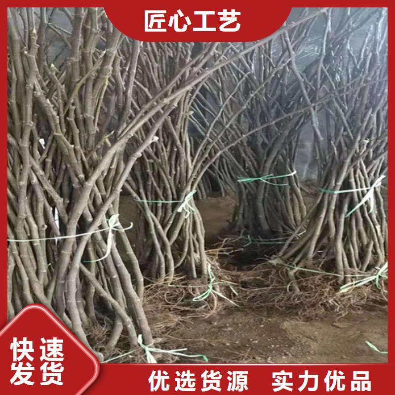 无花果【苹果苗】欢迎来厂考察