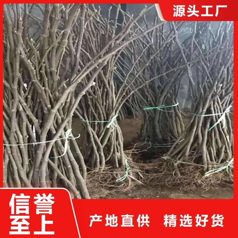 无花果-蓝莓苗现货实拍