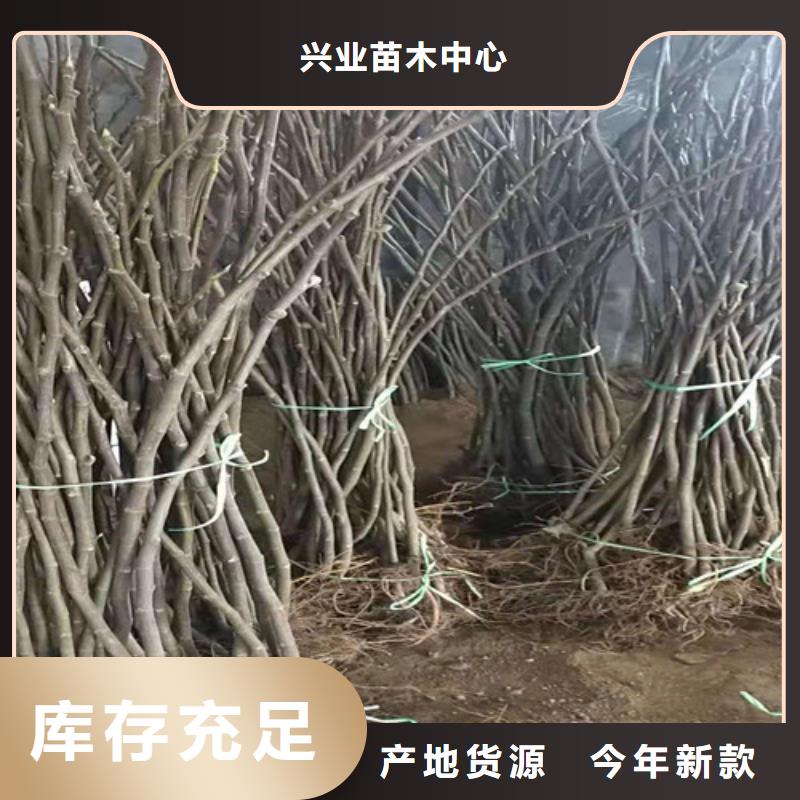 【无花果】,海棠盆景苗批发供应