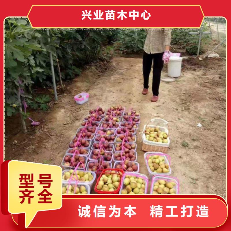 无花果,核桃苗品牌企业