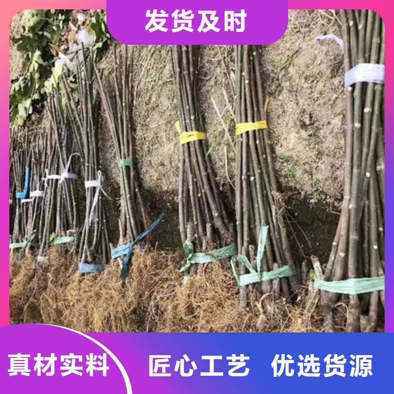 无花果,草莓苗为您提供一站式采购服务