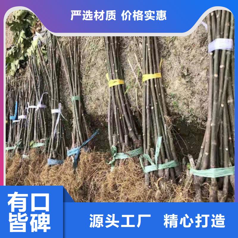 无花果,核桃苗品牌企业