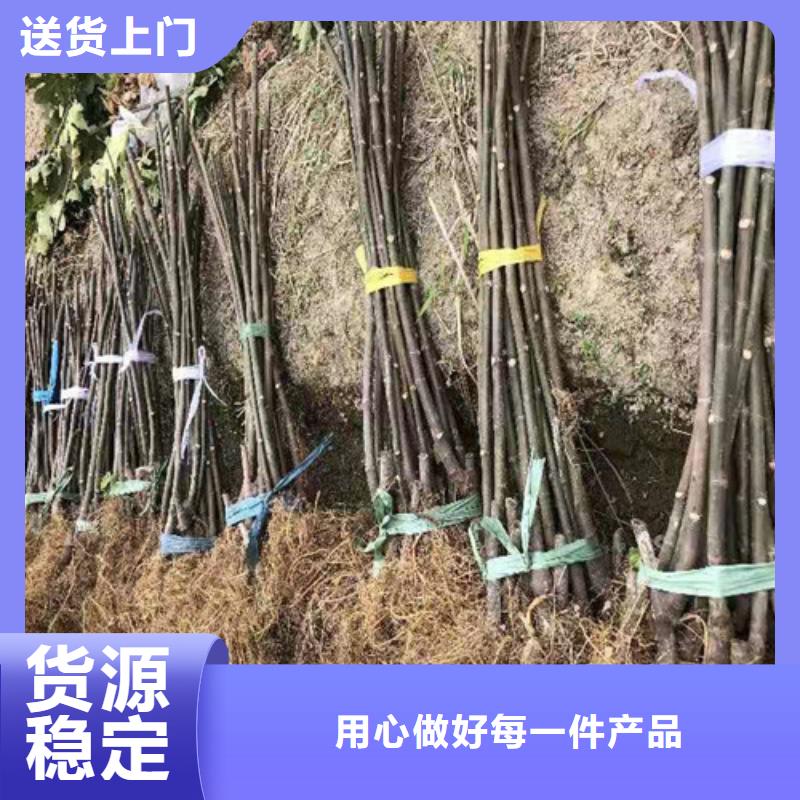 无花果苹果苗一站式供应