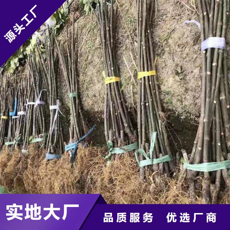 无花果-大棚草莓苗产地批发