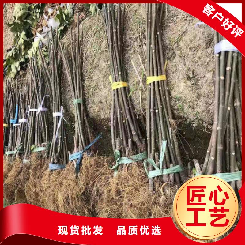 无花果大雪枣苗不只是质量好