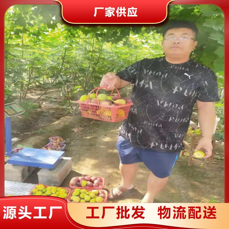 【无花果葡萄苗服务始终如一】