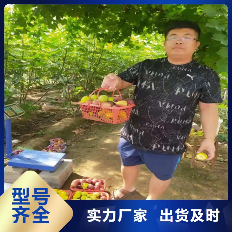 无花果棠梨苗厂家售后完善
