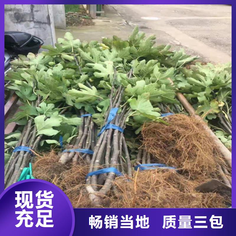 无花果,核桃苗做工精细