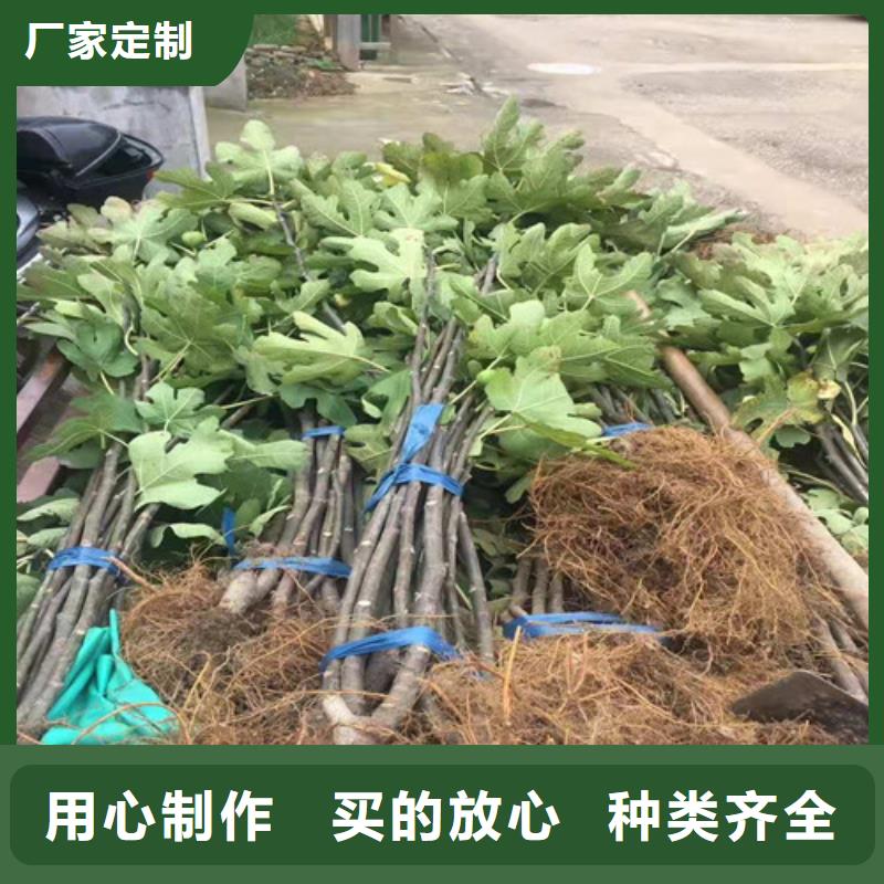 无花果红颜草莓苗现货直发