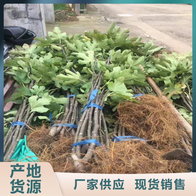 无花果【红颜草莓苗】用途广泛