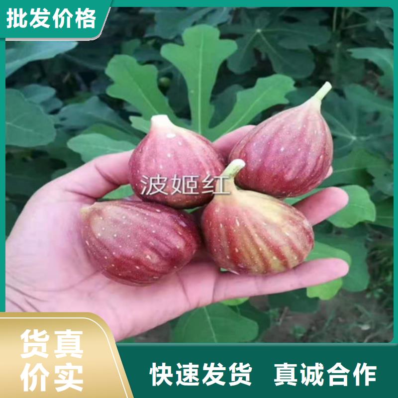 【无花果香椿树苗价格实惠】