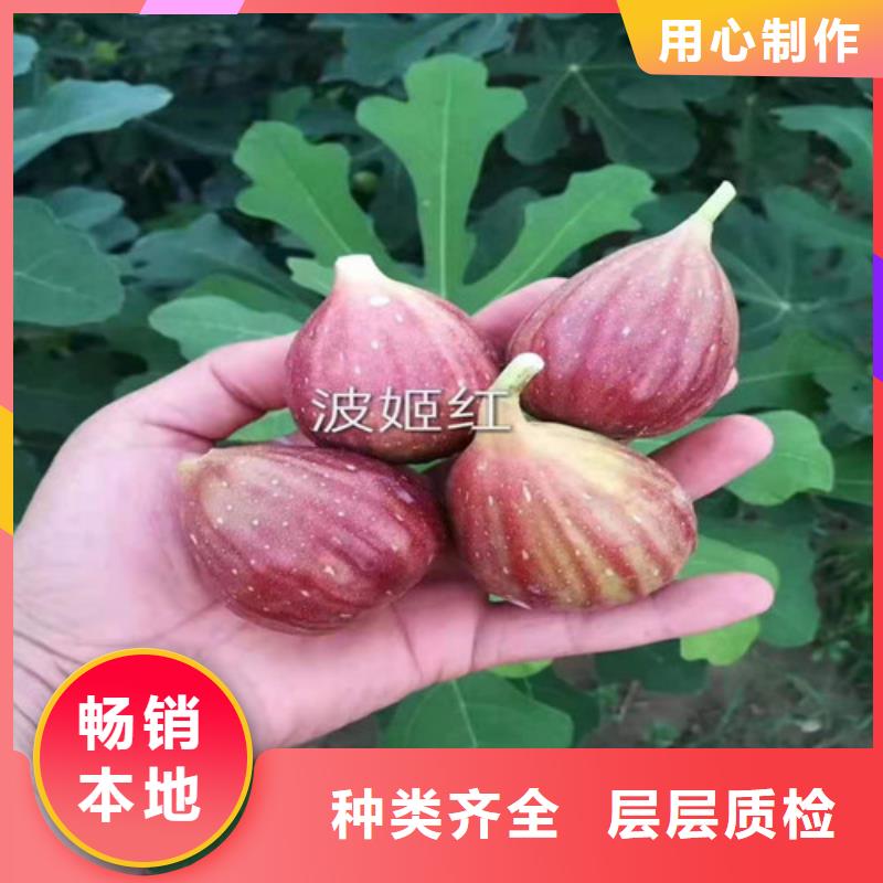 无花果苹果苗一站式供应