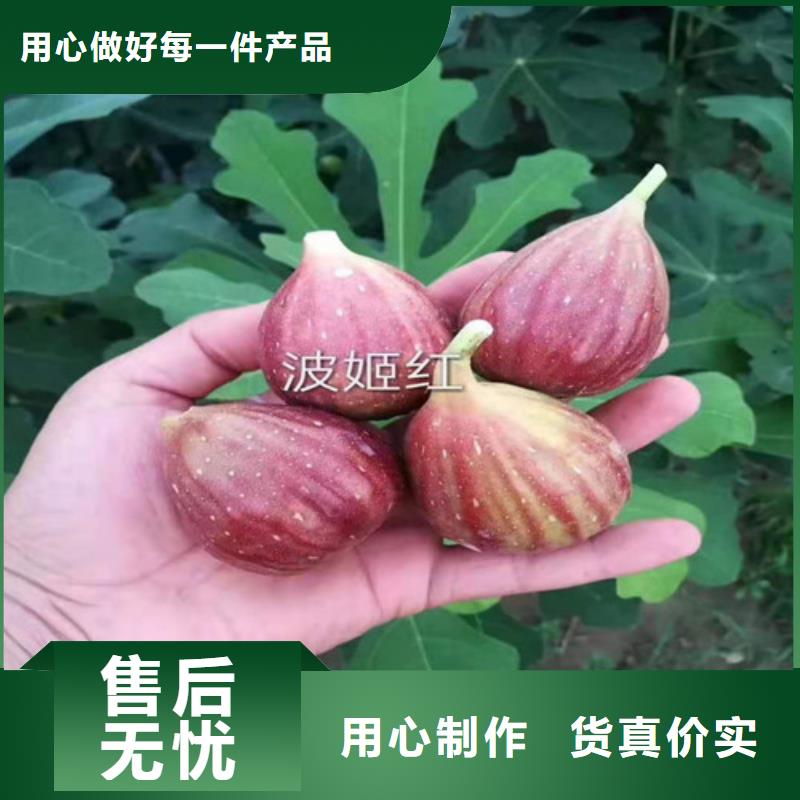 无花果【红颜草莓苗】用途广泛