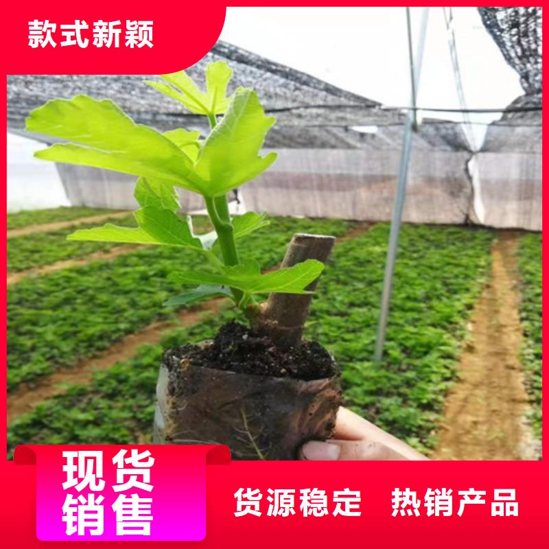 无花果苹果苗一站式供应