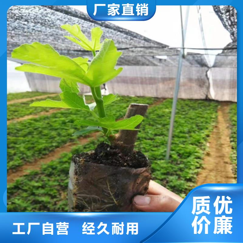 无花果,油蟠7-7打造行业品质