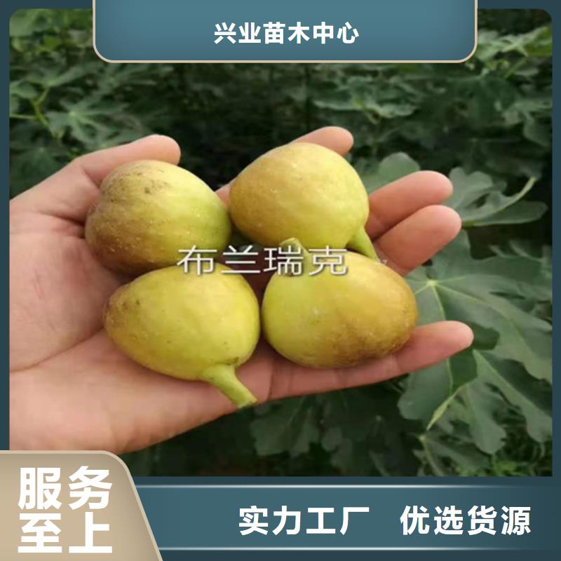 无花果大棚草莓苗厂家直接面向客户