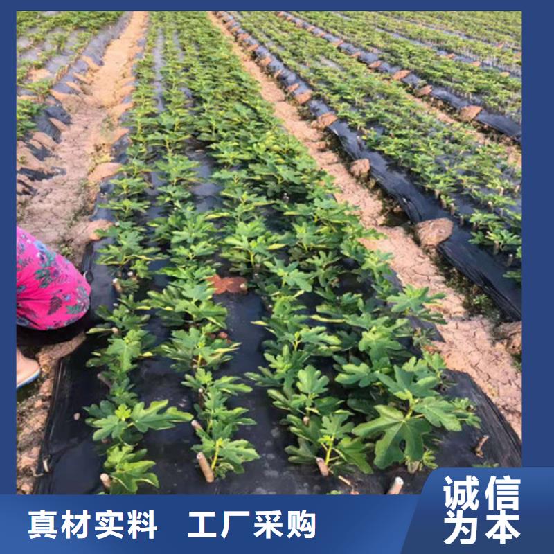 无花果,红耔山楂苗好品质经得住考验