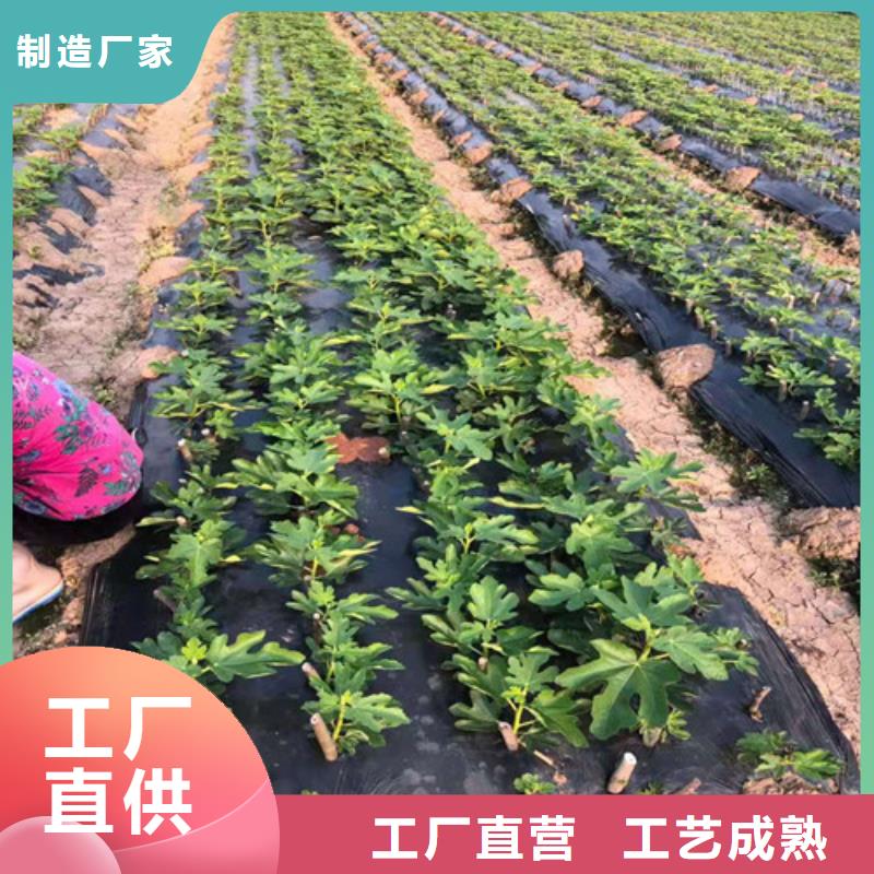 无花果薄壳板栗苗用好材做好产品