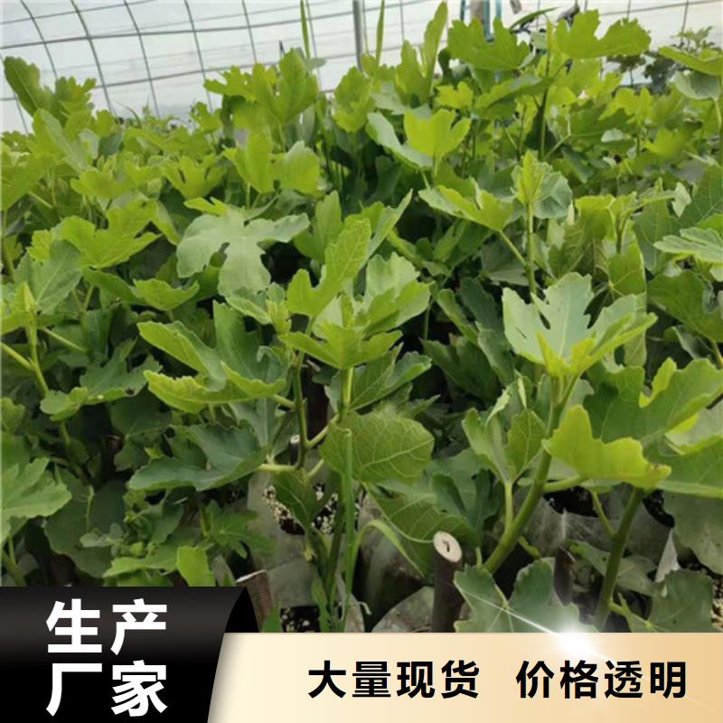无花果杏苗专注品质