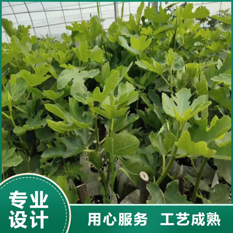 无花果-【香椿树苗】严选用料