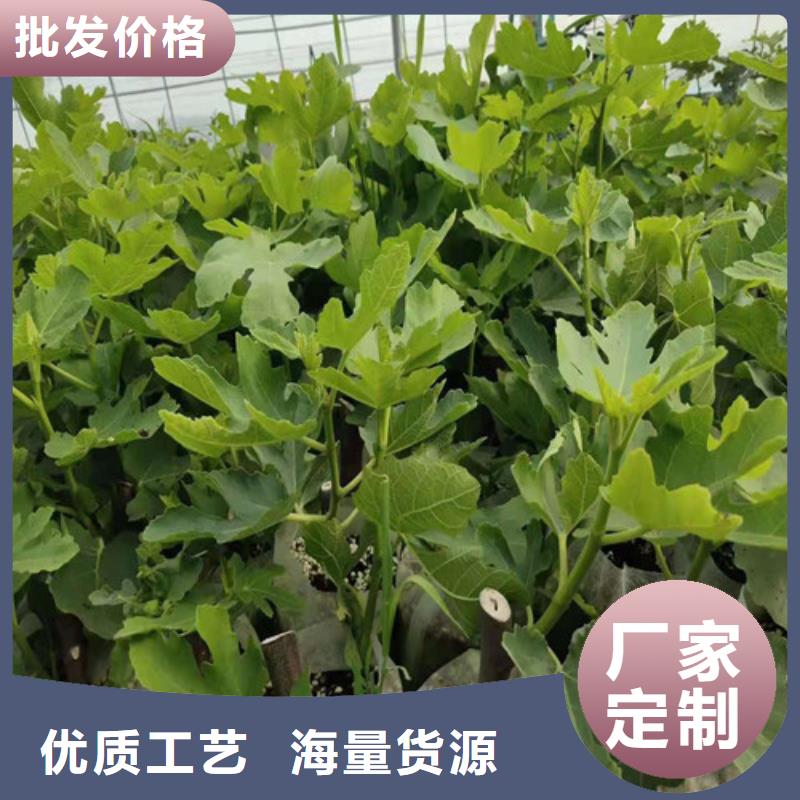 无花果草莓苗经验丰富质量放心