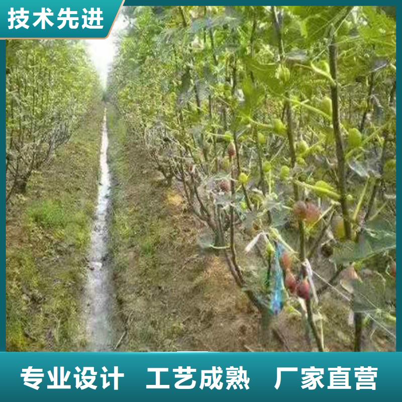 无花果大棚草莓苗厂家直接面向客户