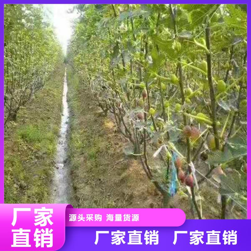 无花果-蓝莓苗现货实拍