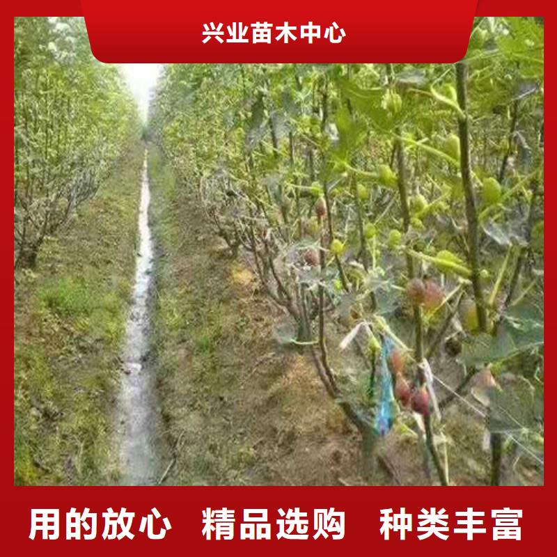 无花果【大棚草莓苗】现货满足大量采购