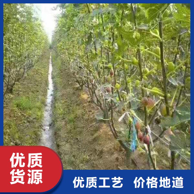 无花果【车厘子苗】支持定制