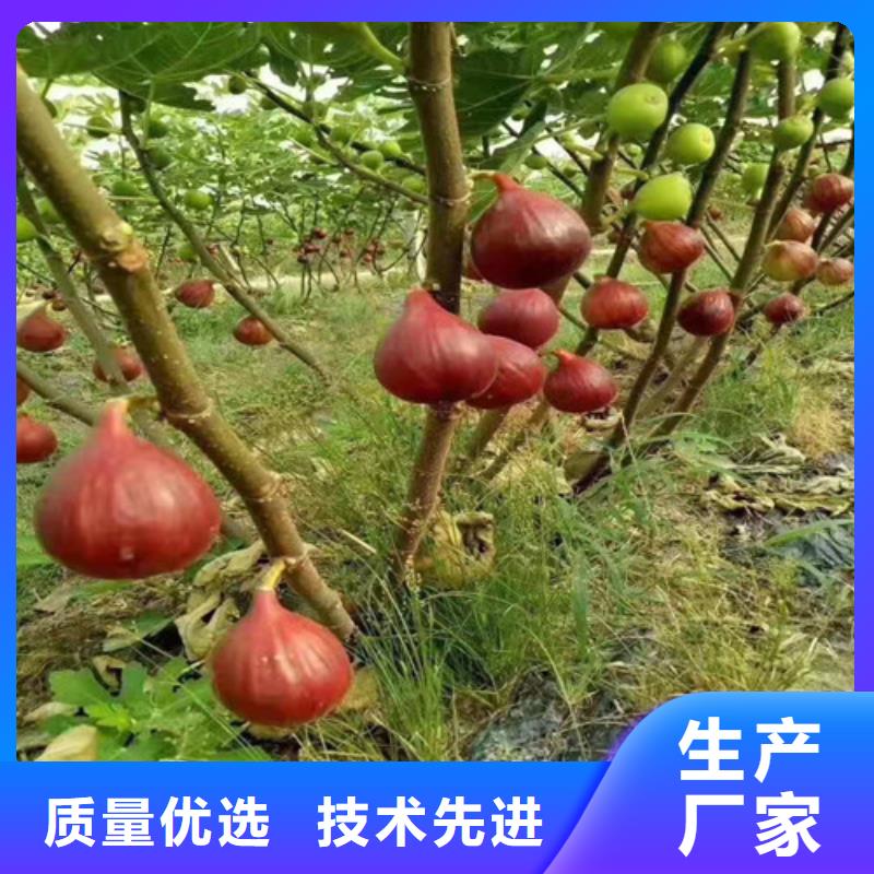 无花果【苹果苗】欢迎来厂考察