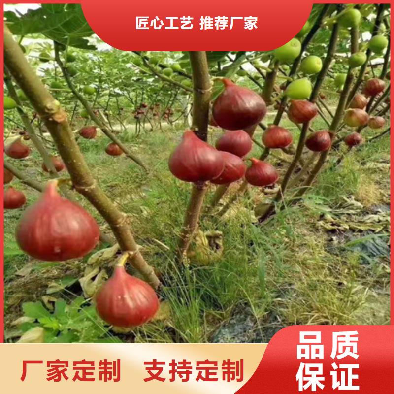 无花果梨树苗支持加工定制