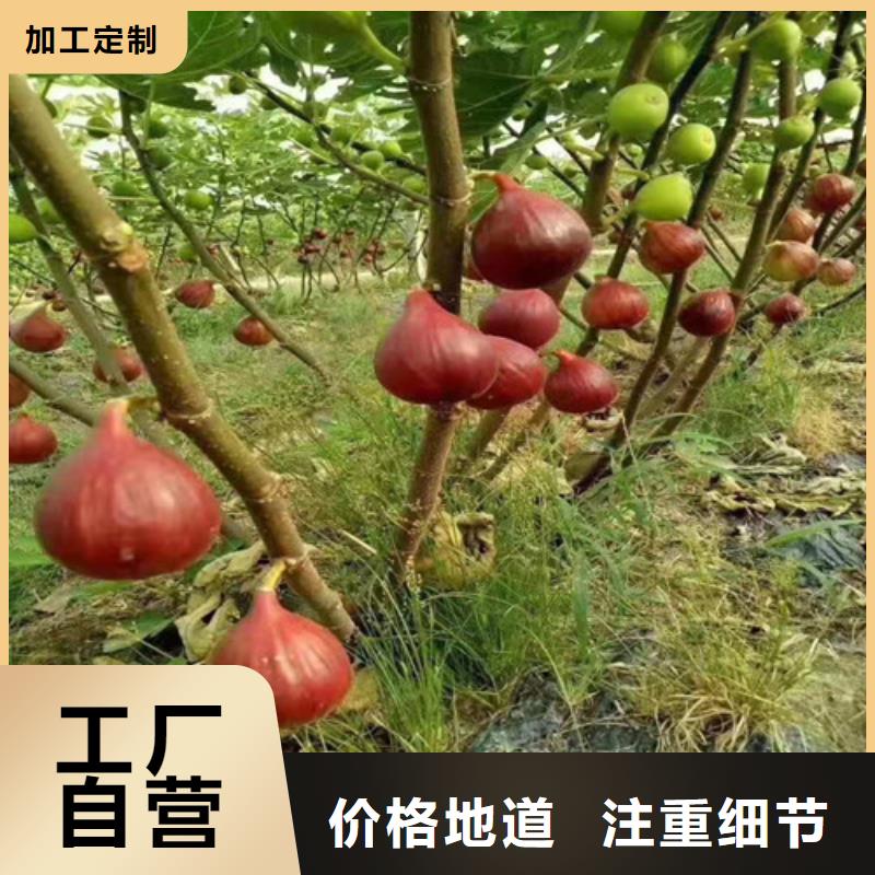 【无花果】梨树苗源头厂家直销