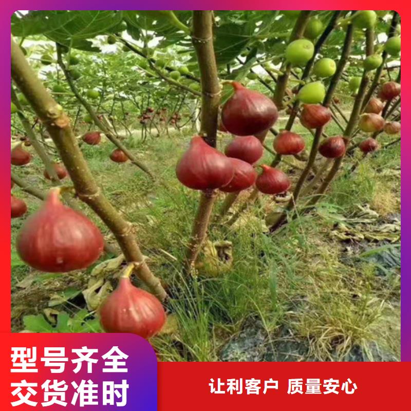 无花果【车厘子苗】支持定制