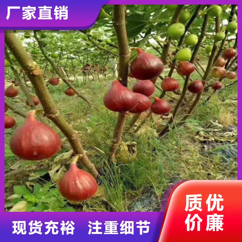 【无花果核桃苗价格地道】