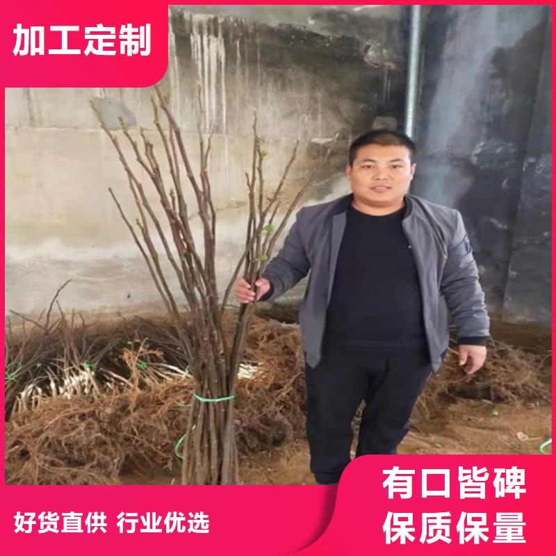 无花果,核桃苗品牌企业