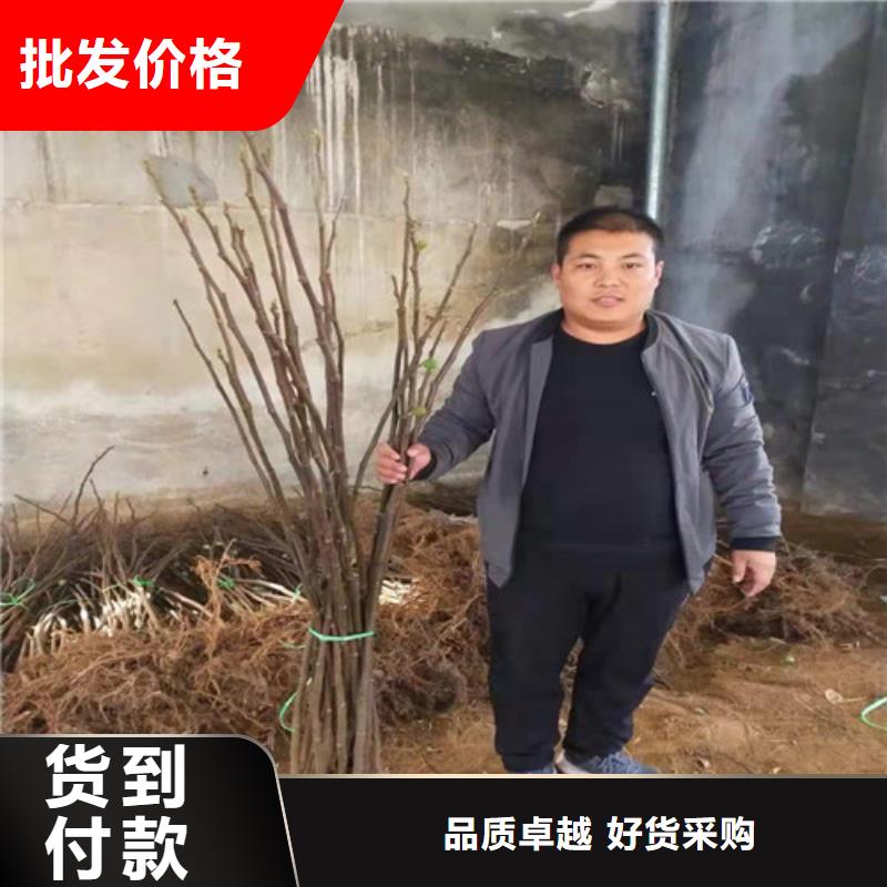 无花果【红颜草莓苗】用途广泛