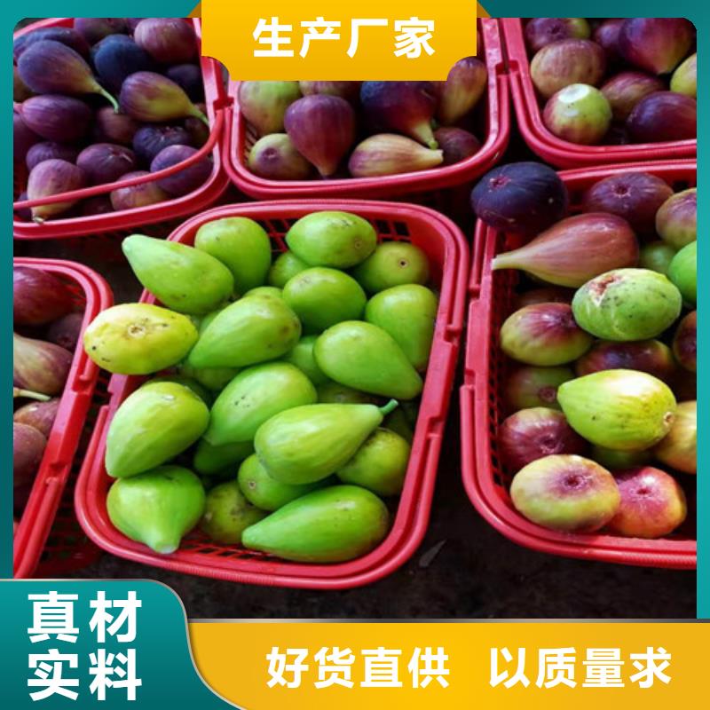 无花果,核桃苗品牌企业