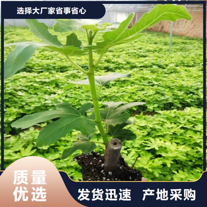 无花果【红颜草莓苗】用途广泛