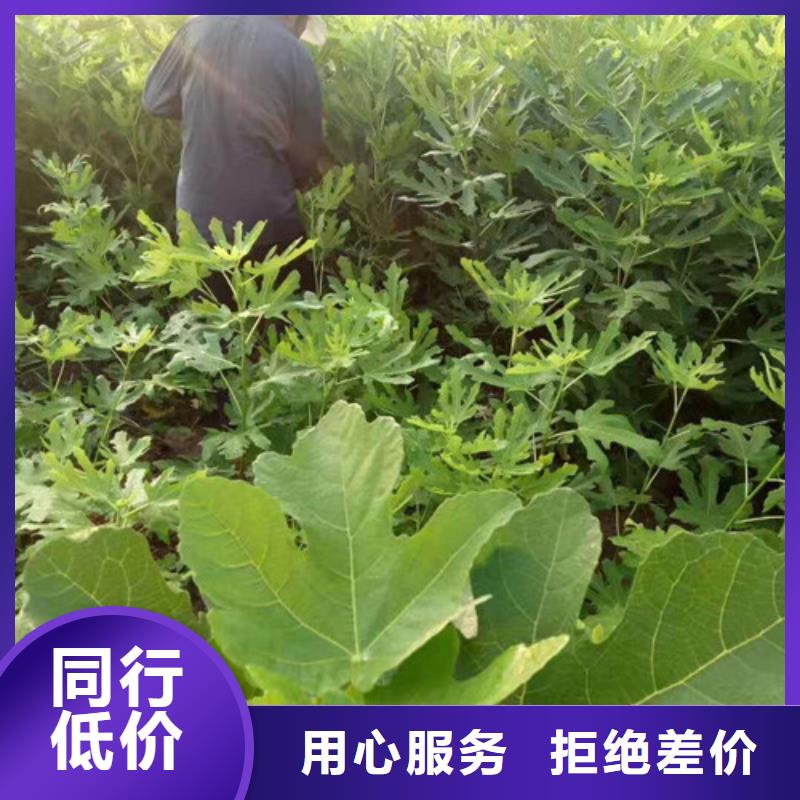 无花果薄壳板栗苗用好材做好产品