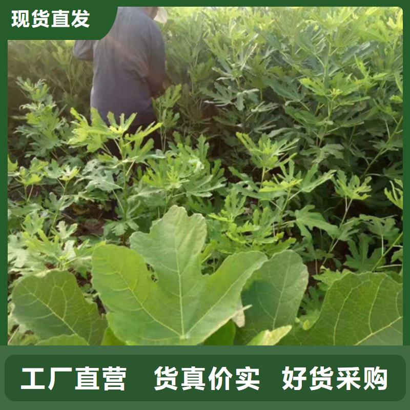 无花果核桃苗定制速度快工期短