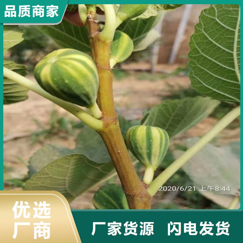 无花果草莓苗实体诚信厂家